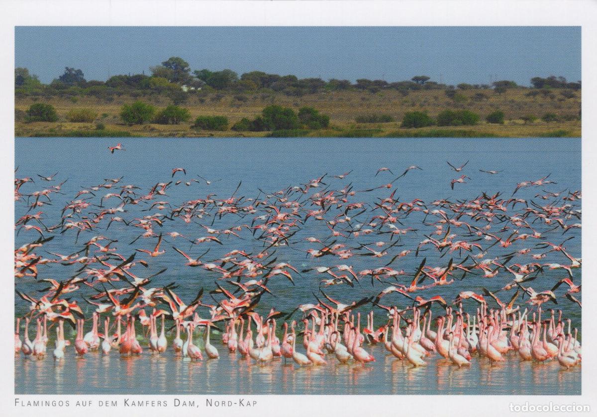 Postales: South Africa Kamfers Dam Flamingos Birds Nature Landscape Unposted *YAV757