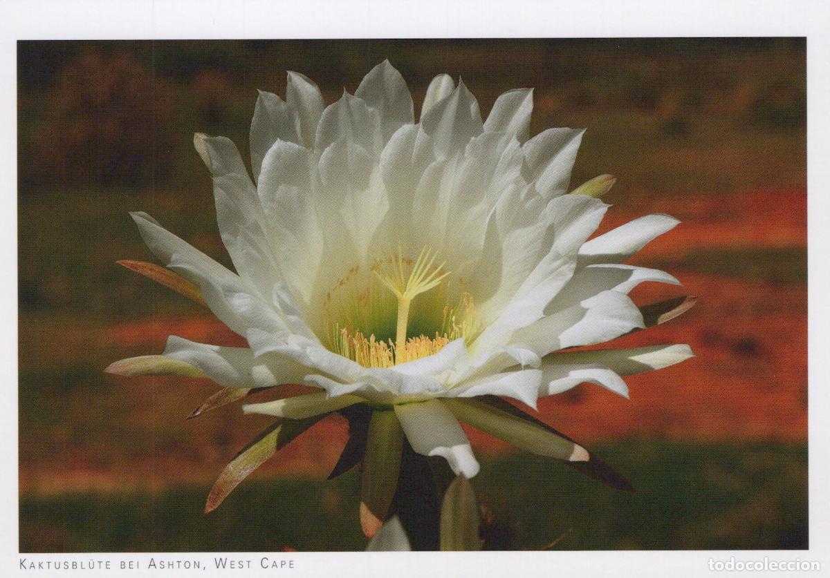 Cartes Postales: South Africa Ashton West Cape Cactus Flower White Blossom Unposted *YAV762