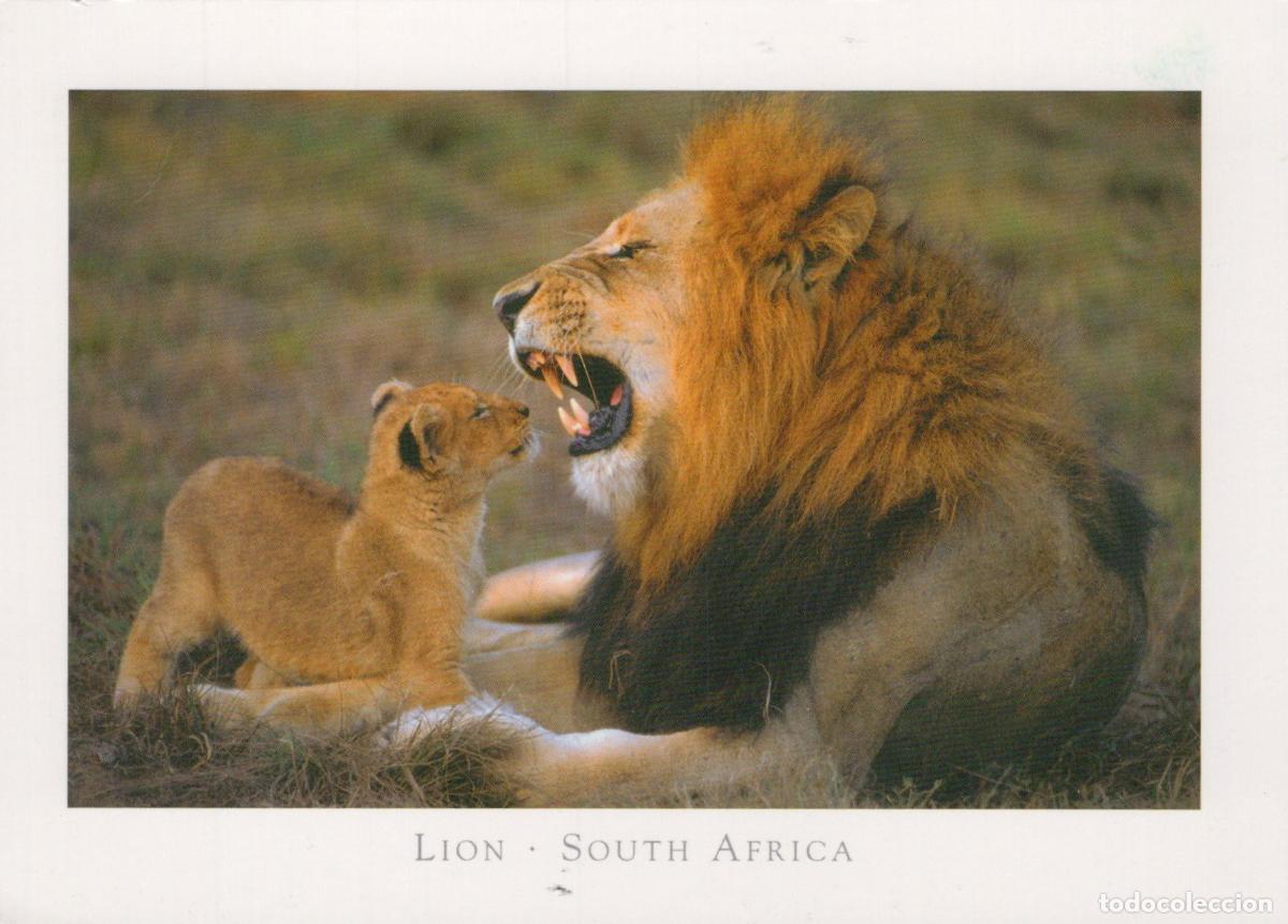 Cartoline: South Africa Lion and Cub Roaring Wildlife Safari Animals *YAV952
