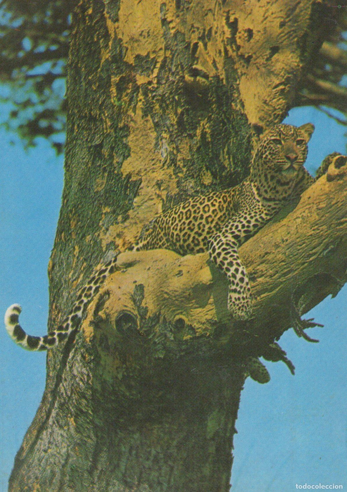Postais: Kenya Leopard Resting On Tree Branch Wildlife Safari Animal *YAY036