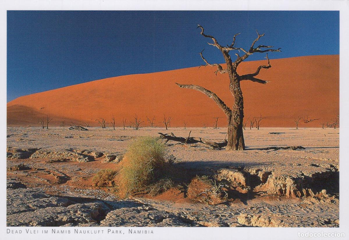 Postcards: Namibia Sesriem Dead Vlei in Namib Naukluft Park Desert Unposted *YAY287