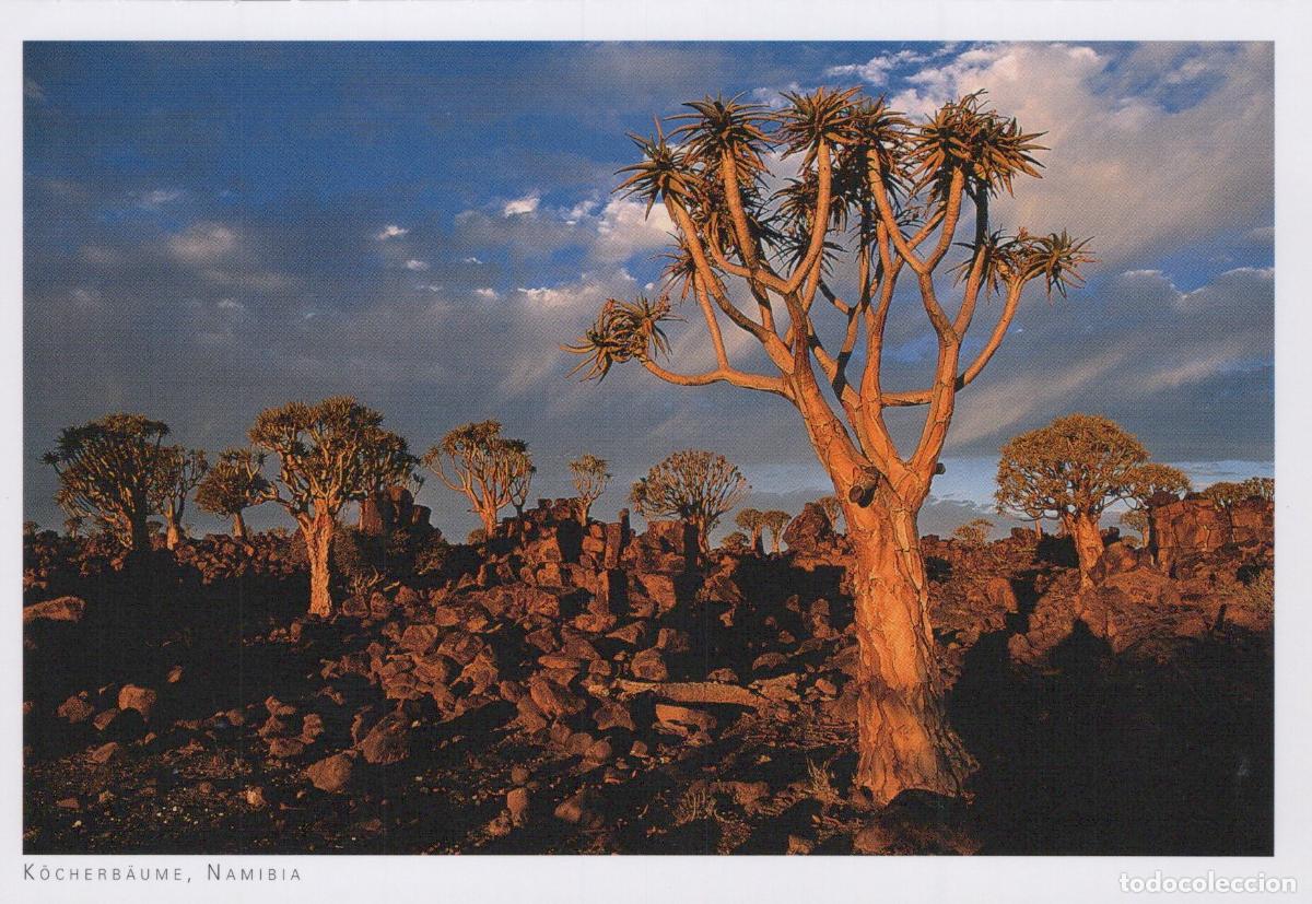 Postkarten: Namibia Quiver Trees Landscape Desert Rocky Terrain Blue Sky Unposted *YAY312