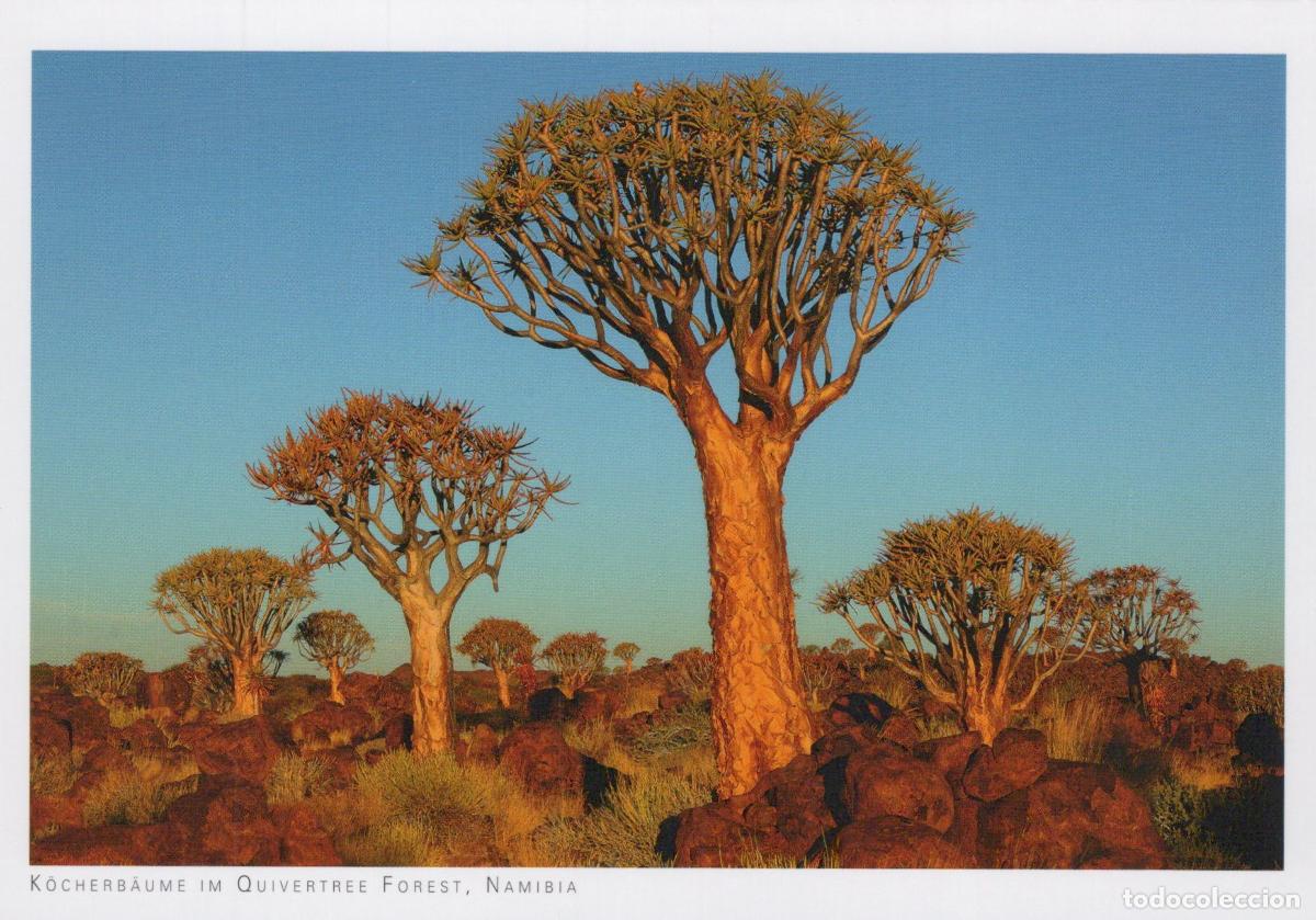 Postais: Namibia Quivertree Forest Landscape Kocherb&auml;ume Desert Trees Unposted *YAY681