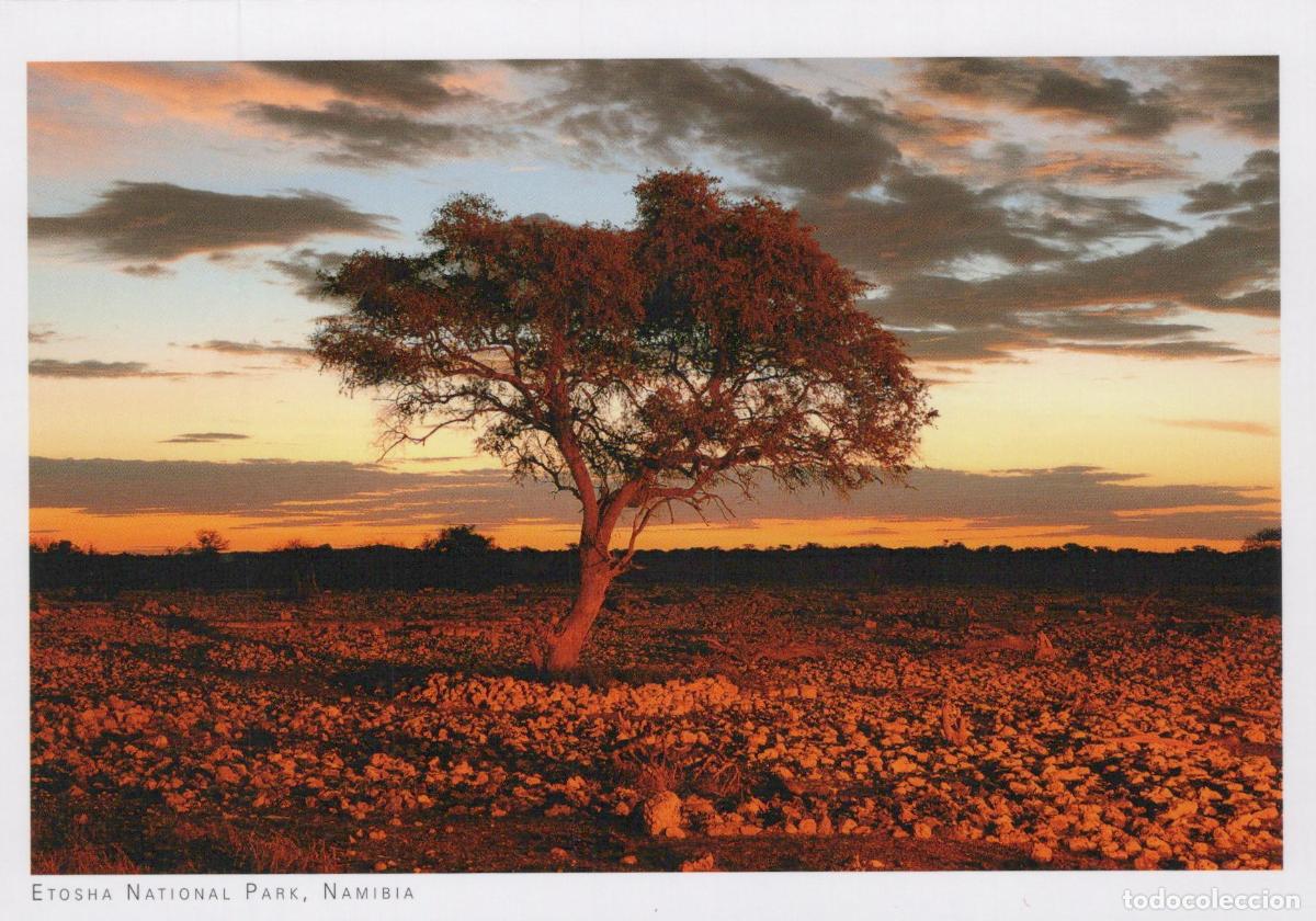 Postcards: Namibia Sunset Landscape Tree Rocky Ground Unposted *YAY683