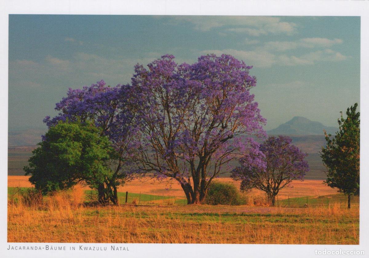 Postcards: South Africa Jacaranda Trees Landscape Unposted *YAY685