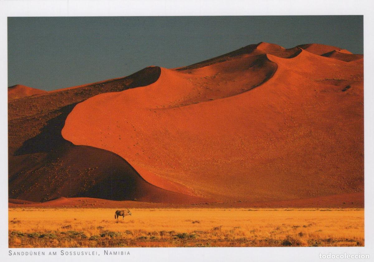 Postcards: Namibia Sossusvlei Sand Dunes Landscape With Oryx Antelope Unposted *YAY687