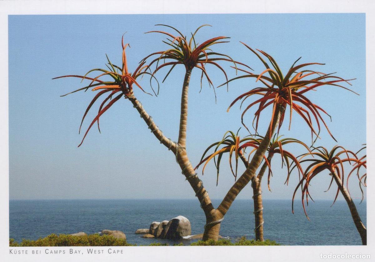 Postcards: South Africa Camps Bay West Cape Coast Aloe Trees Ocean Unposted *YAY506