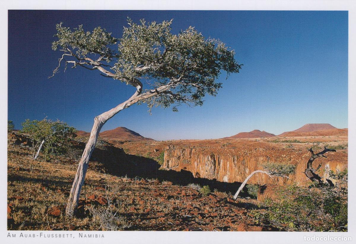 Postales: Namibia Auab River Bed Landscape With Tree and Canyon View Unposted *YAY575