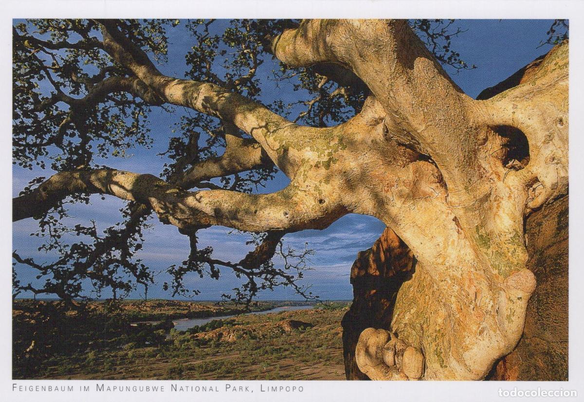 Postales: South Africa Mapungubwe National Park Fig Tree Landscape Unposted *YAY609
