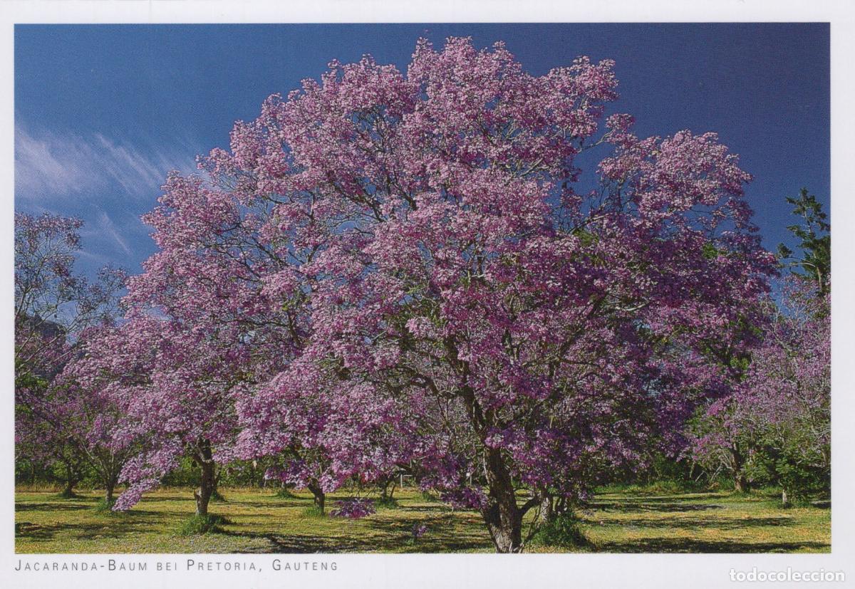 Postales: South Africa Pretoria Jacaranda Tree Blooming Purple Flowers Unposted *YAY704