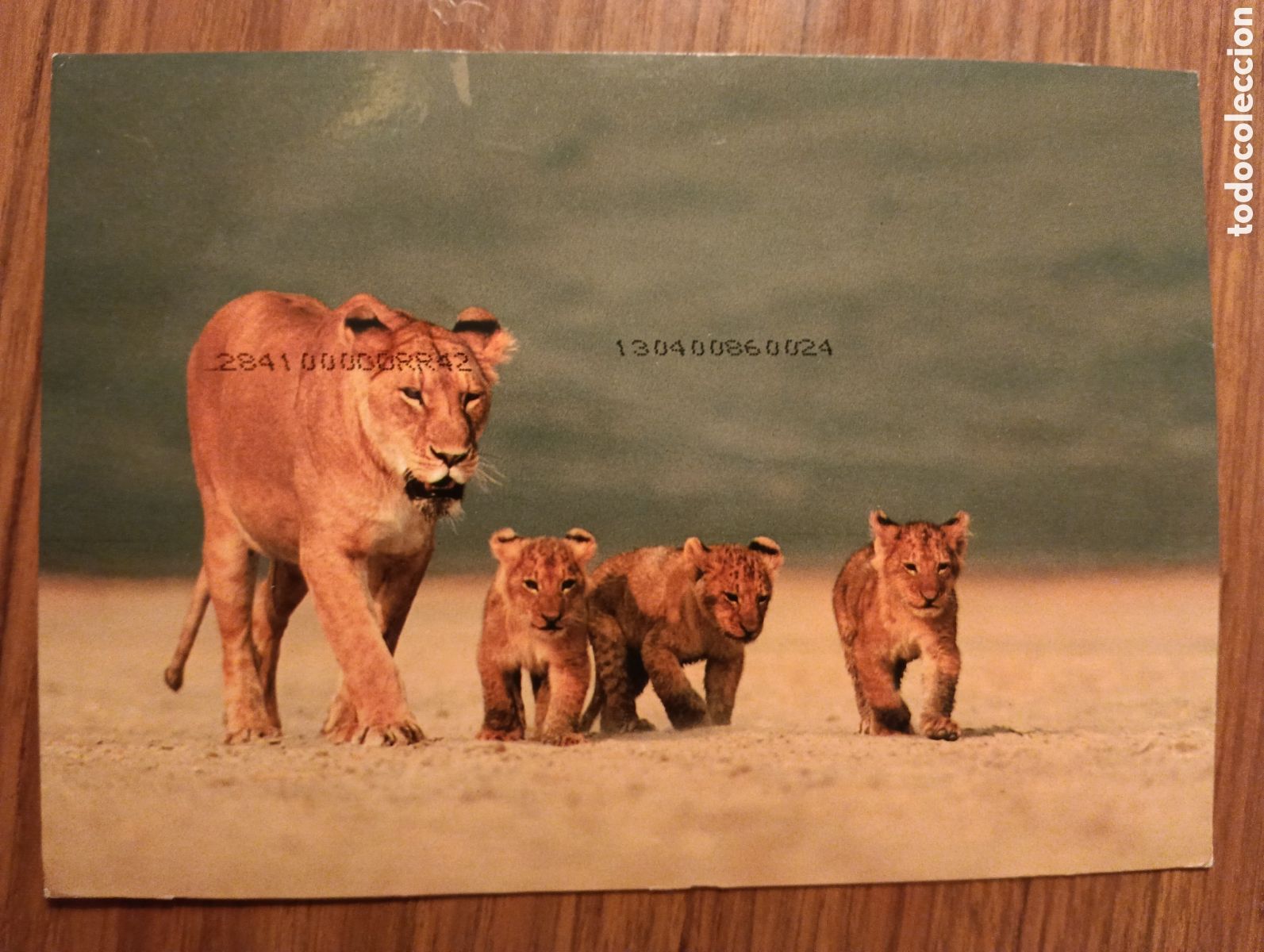 Postales: Postal de leones, Kenia - Foto 1