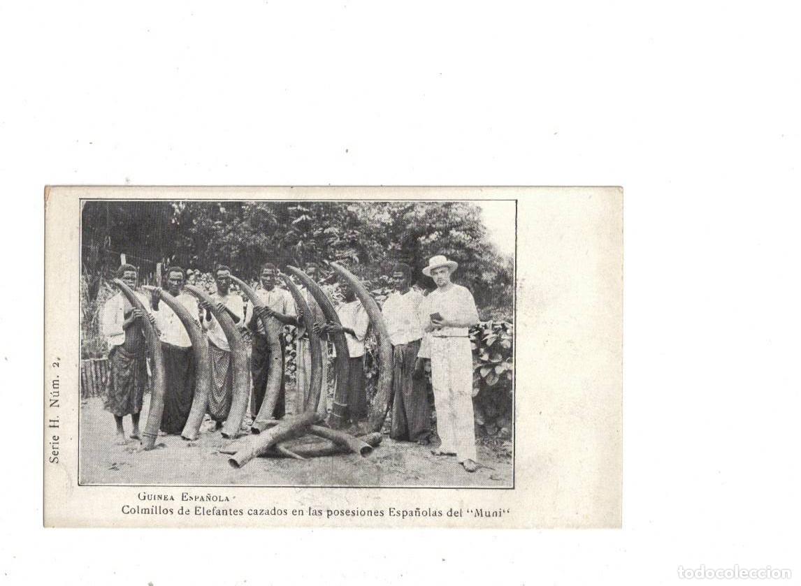 Postales: GUINEA ESPA&Ntilde;OLA. COLMILLOS DE ELEFANTES