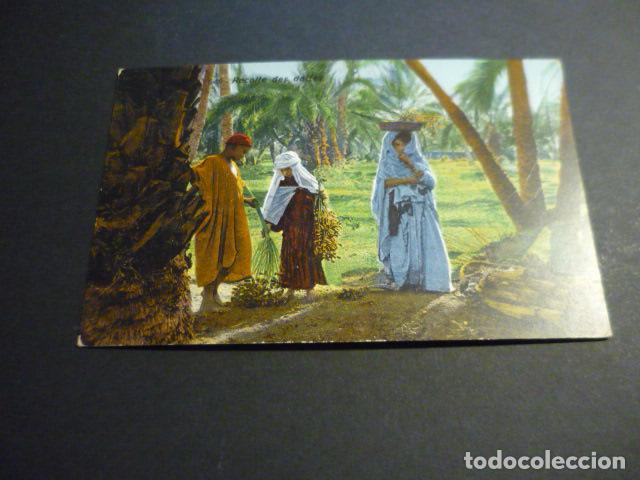 Postales: TUENZ RECOLECCION DE DATILES