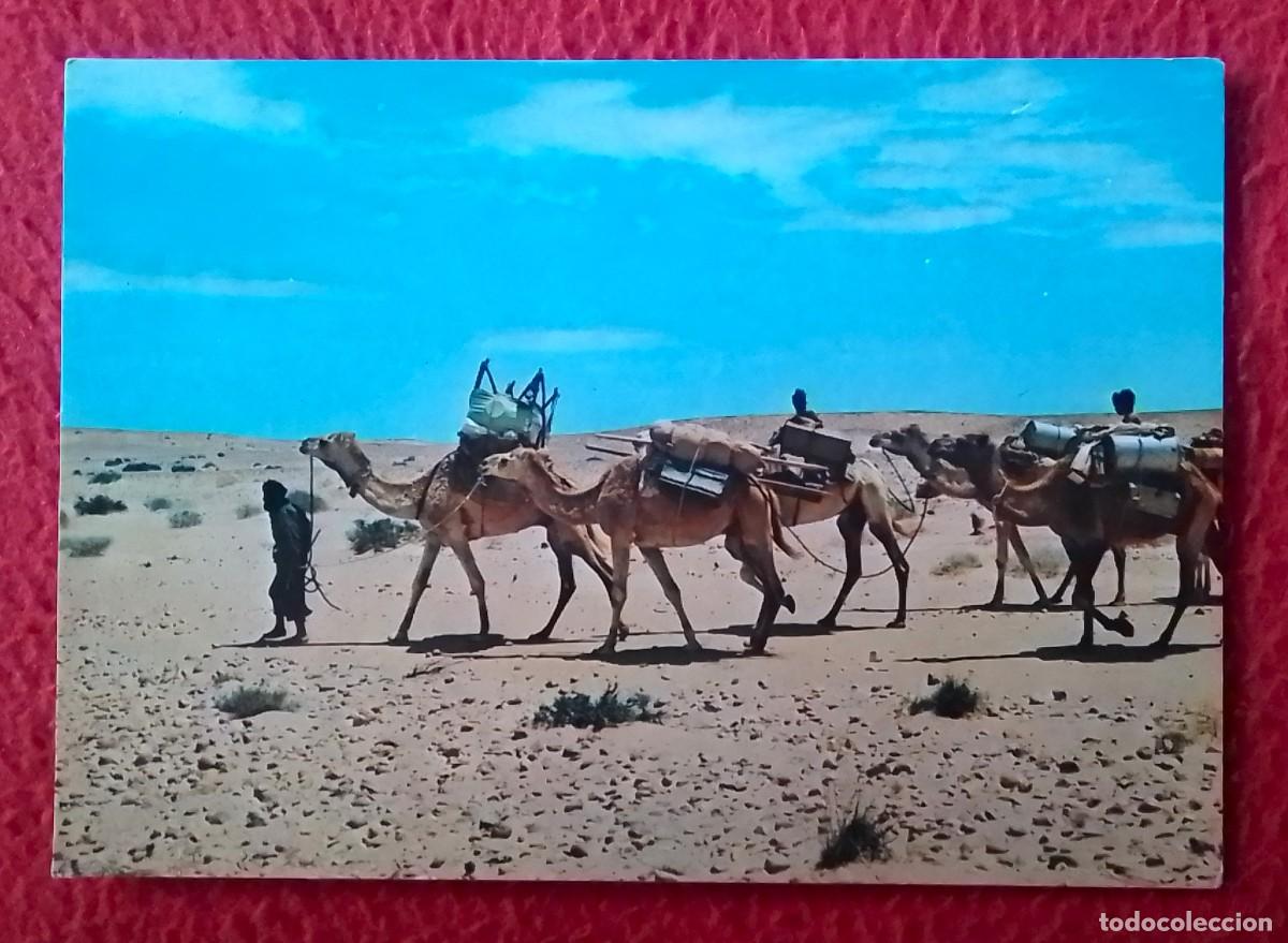 Postales: ANTIGUA POSTAL CARTE POSTALE SAHARA CARAVANA DE CAMELLOS CARAVANE CHAMEAUX COLECCI&Oacute;N LAS AFORTUNADAS