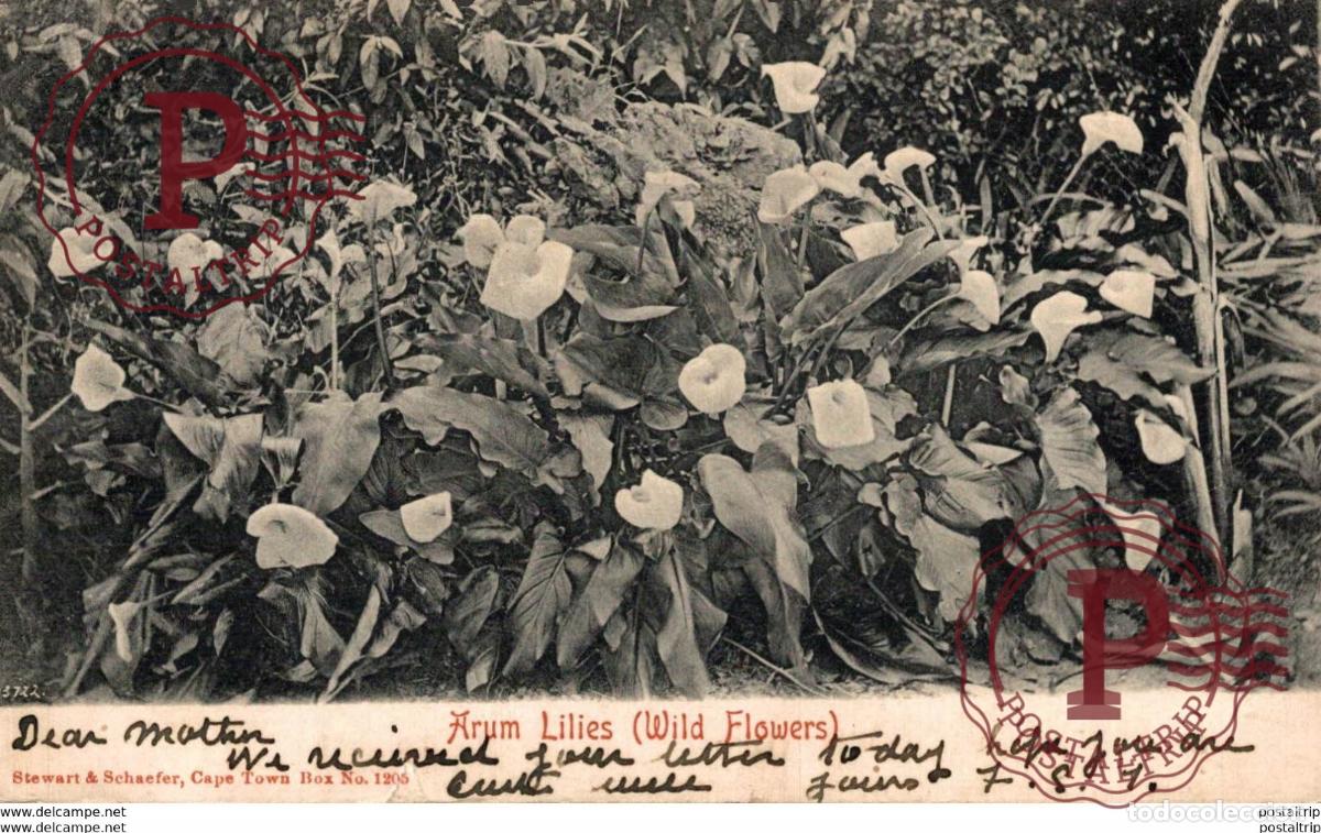 Postales: Arum Lilies, Cape Town. Sudafrica Afrique du Sud South Africa