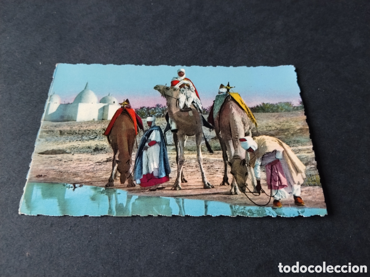 Postales: Postal Norte de &Aacute;frica,camellos moros