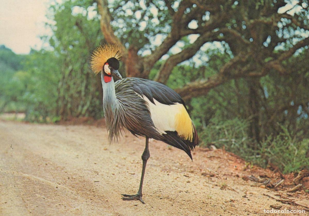 Postales: South Africa Durban Crowned Crane In Its Usual One Legged Pose Unposted *YBB517