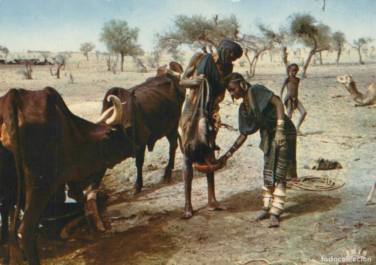 Postales: Niger Tillia Bororos Life Scene In With People And Cattle *YBB559