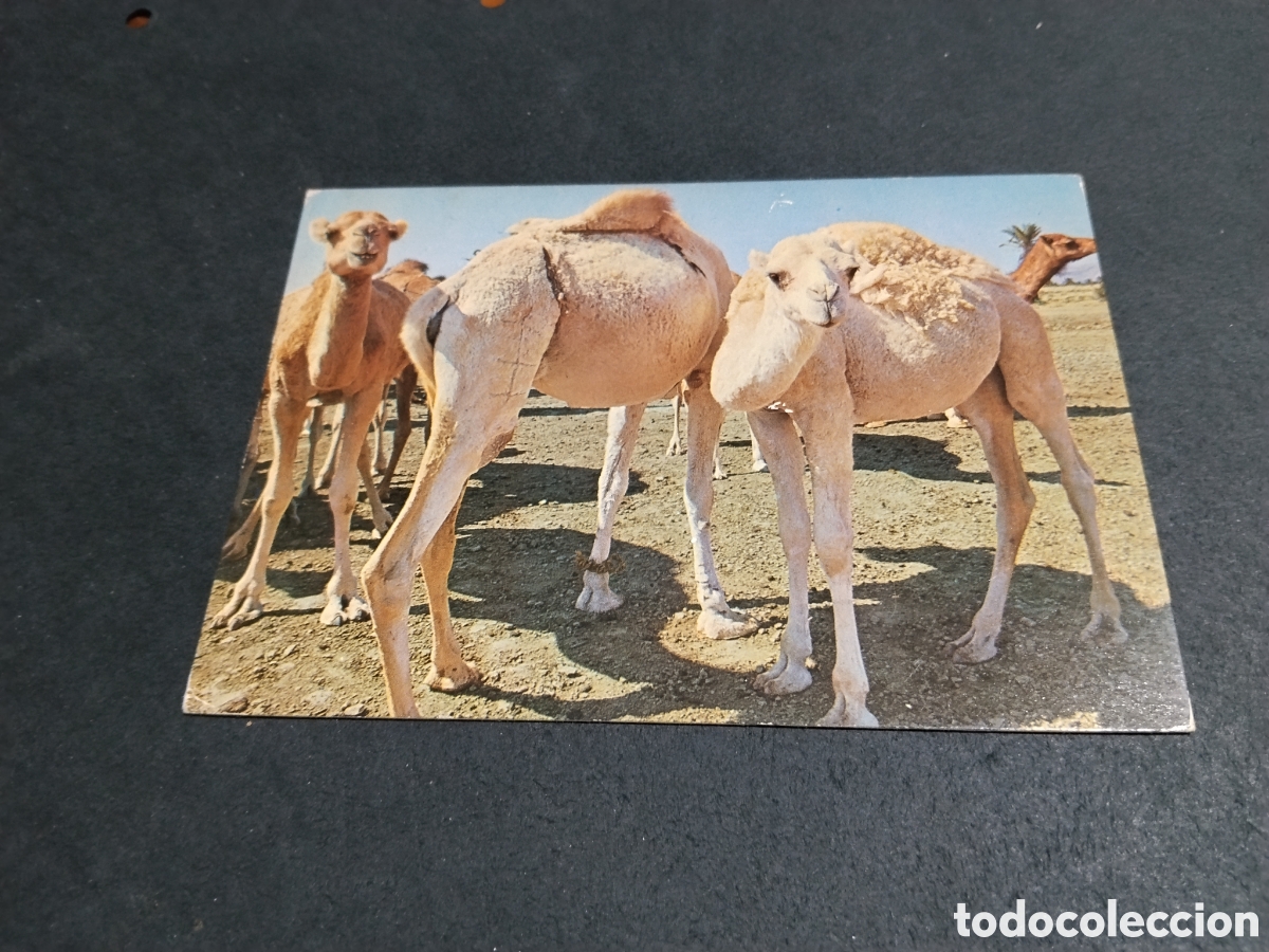 Postales: Postal camellos T&uacute;nez