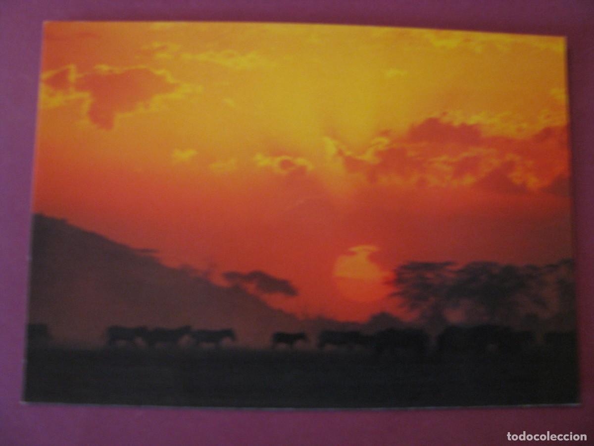 Postais: POSTAL DE KENIA. ATARDECER FAUNA AFRICANA CEBRAS