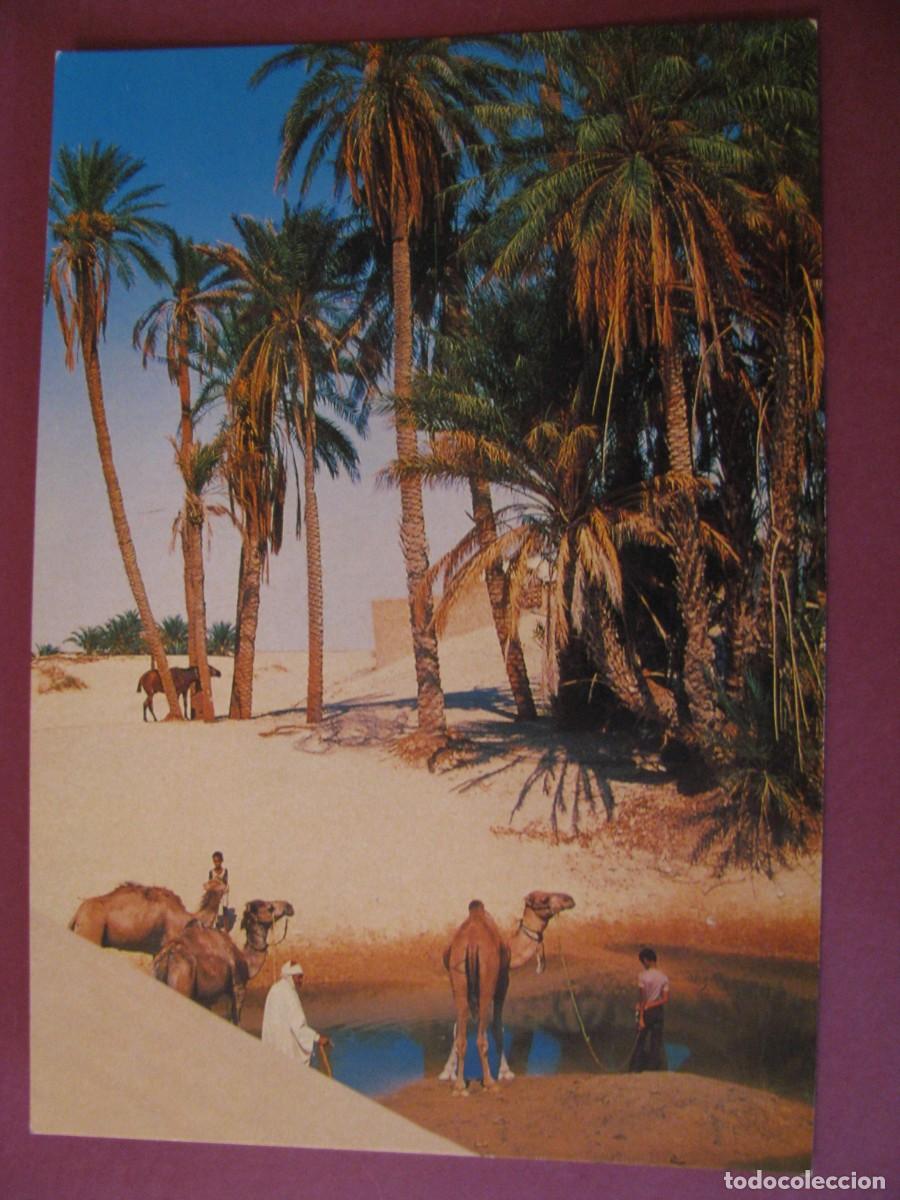Postales: POSTAL DE DESIERTO DEL SAHARA, OASIS