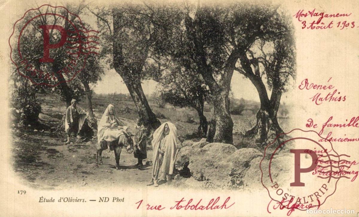 Postales: ARGELIA. ALGERIE. Etude D Oliviers