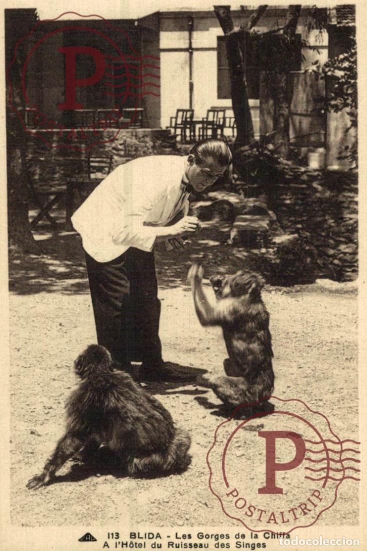 Postales: ARGELIA. ALGERIE. Blida - Les gorges de la Chiffa - A lhotel du Ruisseau des singes. MONOS. MONKEY