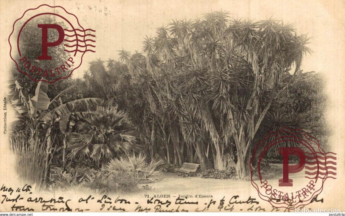 Postales: Alger Jardin dEssais ARGELIA ALGERIA ALG&Eacute;RIE