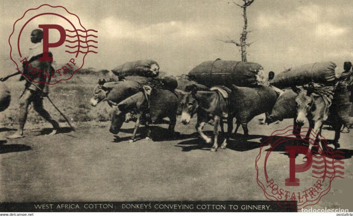 Postales: AFRICA. KENIA. WEST AFRICA COTTON. DONKEYS CONVEYING COTTON TO GINNERY.