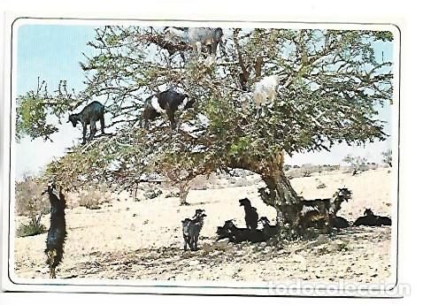 Postales: CHEVRES SUR L&acute;ARGANIER - GORTS AT THE ARGANIER.- TYPICAL MOROCCO