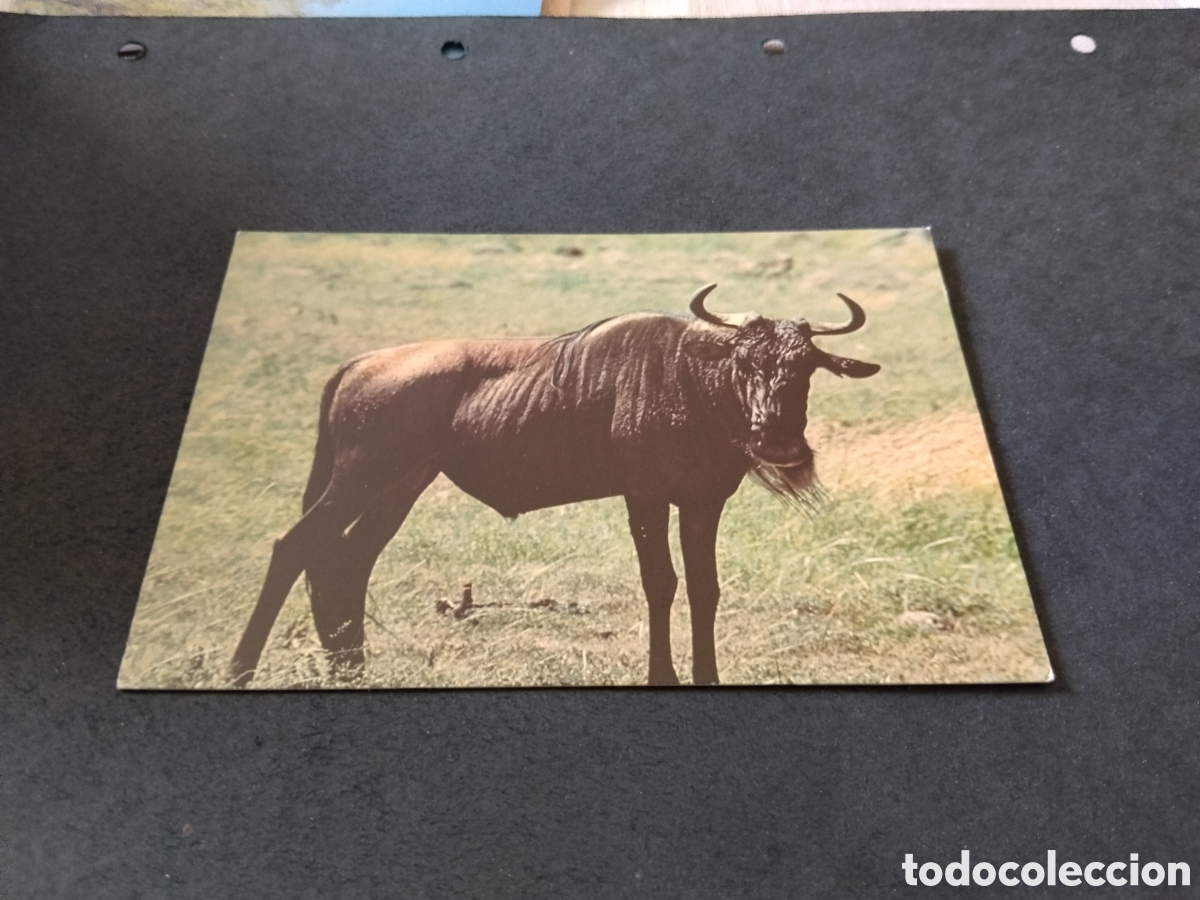 Postales: Postal Kenia,&ntilde;u animal