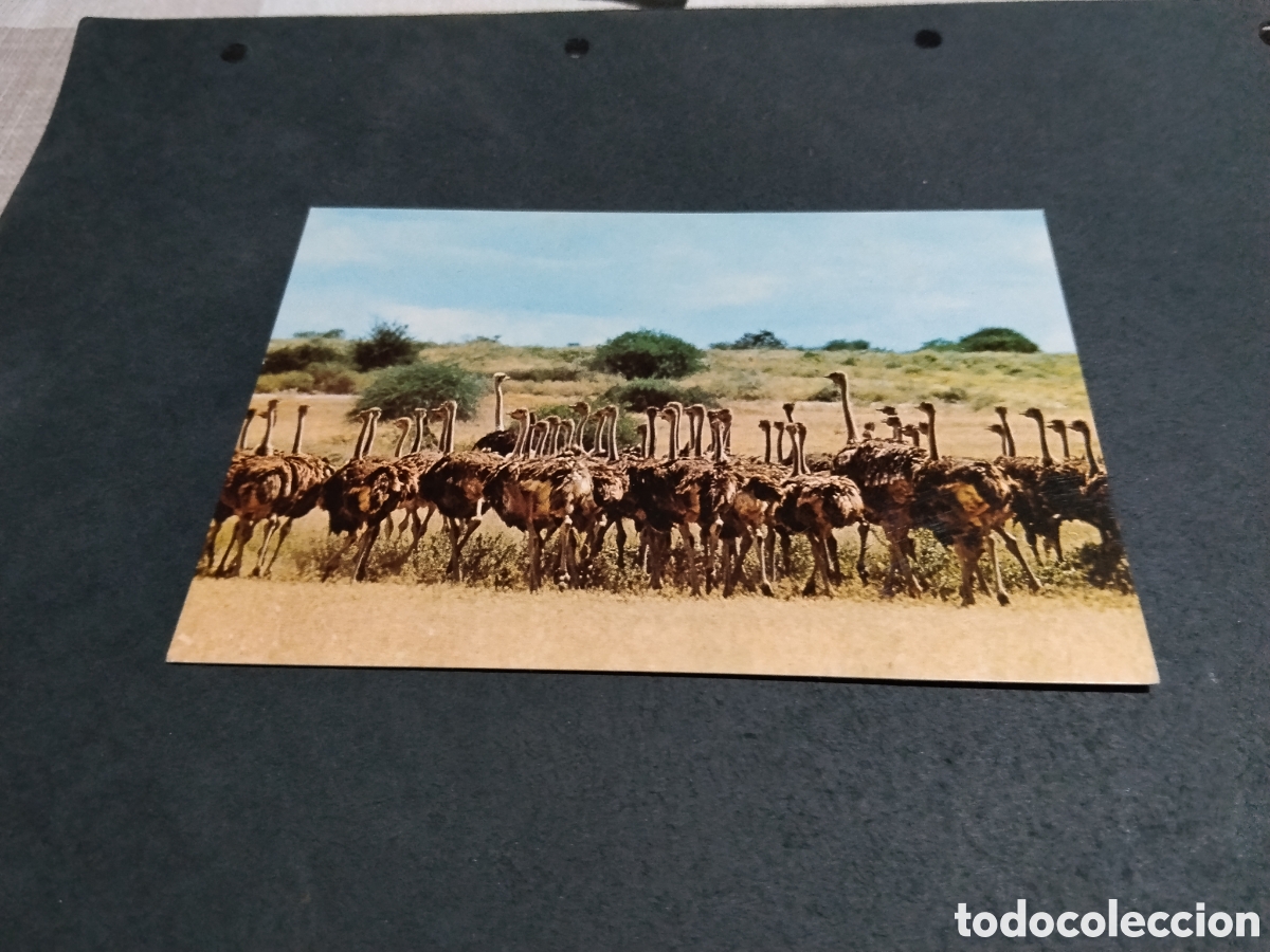Postales: Postal Kenia animales avestruces