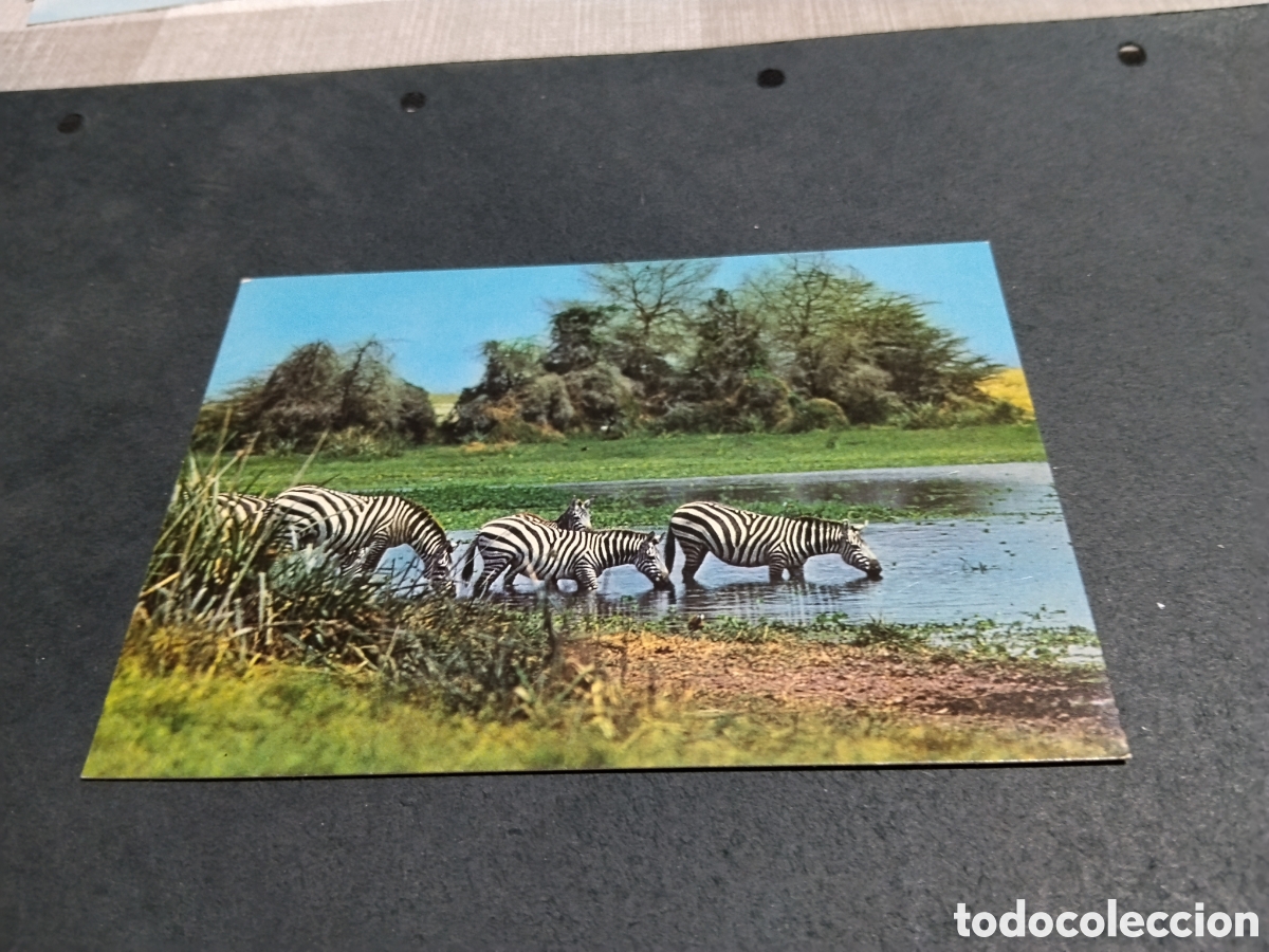 Postales: Postal cebras africa....... - Foto 1