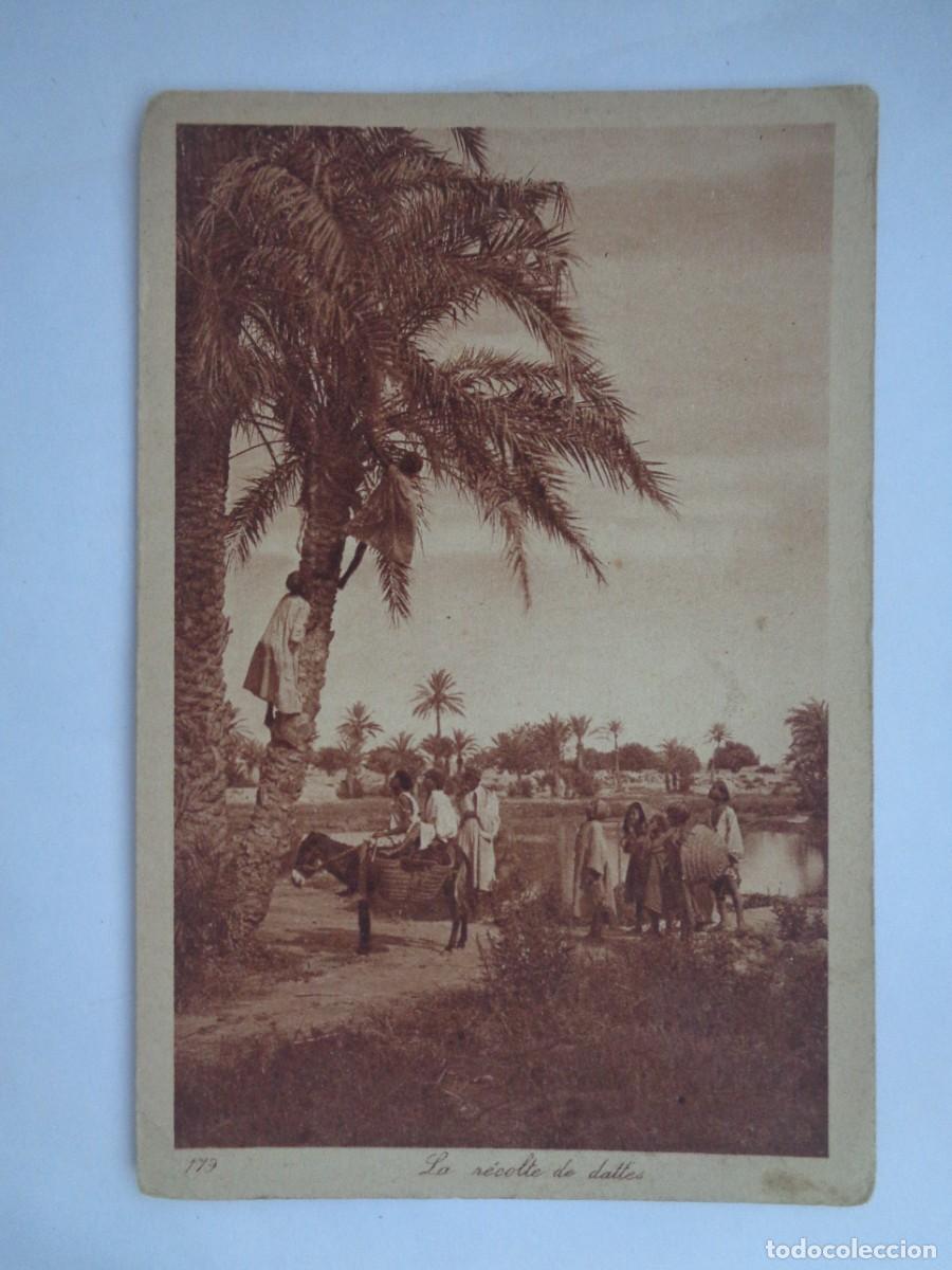 Postales: POSTAL DEL NORTE DE AFRICA FRANCESA: RECOGIDA DE D&Aacute;TILES . PRINCIPIOS DE SIGLO