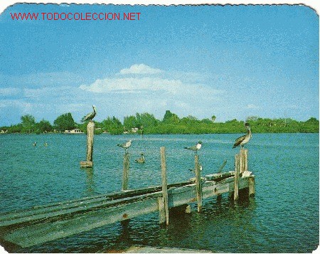 Postales: PAJAROS EN FLORIDA - Foto 1
