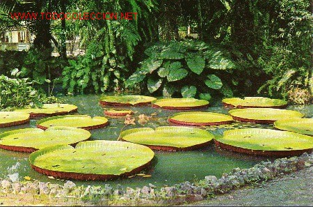 Postales: PLANTA ACUATICA DEL AMAZONAS-BRASIL - Foto 1