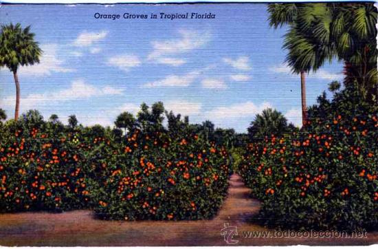 Postales: Florida - Foto 1