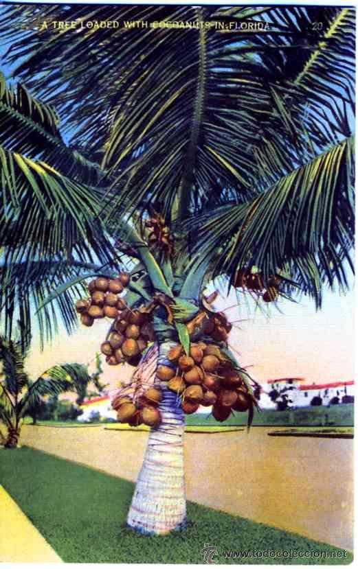 Postales: Florida. Miami - Foto 1