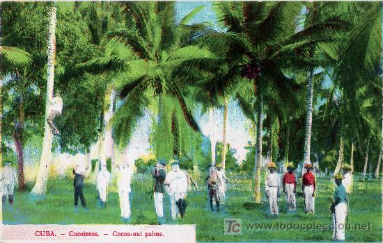 Postales: Tarjeta Postal de Cuba - Cocoteros - Foto 1