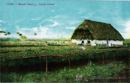 Postales: Tarjeta Postal de Cuba - Secando tabaco - Foto 1