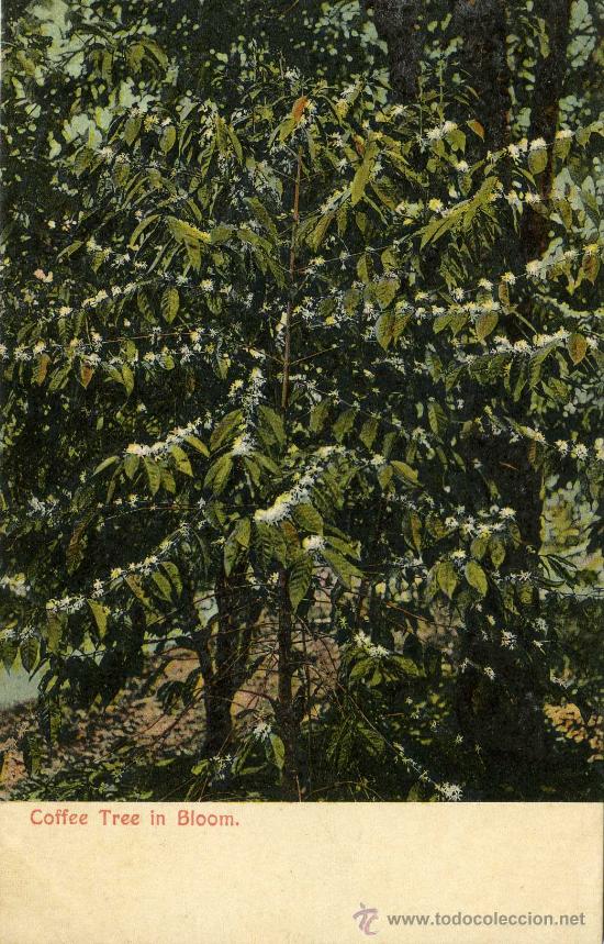 Postales: POSTAL DE PANAMA COFFE TREE IN BLOOM - Foto 1