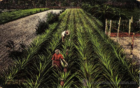 Postales: cuba.- campo de pi&ntilde;as .- ed. jordi n&ordm; 39 .- a&ntilde;os treinta - nueva