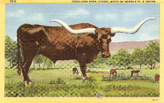 Postales: TEXAS LONG HORN (STEER) - WIDTH OF HORNS 9 FT. 6 INCHES