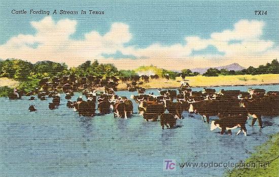 Postales: CATTLE FORDING A STREAM IN TEXAS
