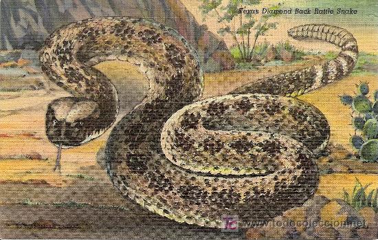 Postales: TEXAS DIAMOND BACK RATTLE SNAKE - Foto 1