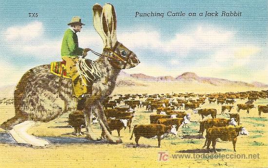 Postales: PUNCHING CATTLE ON A JACK RABBIT - Foto 1