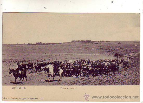 Postales: uruguay - montevideo - tropa de ganado. - Foto 1
