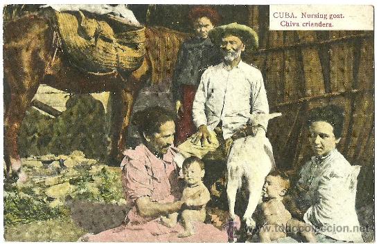 Postales: TARJETA POSTAL DE CUBA - CHIVA CRIANDERA - Foto 1