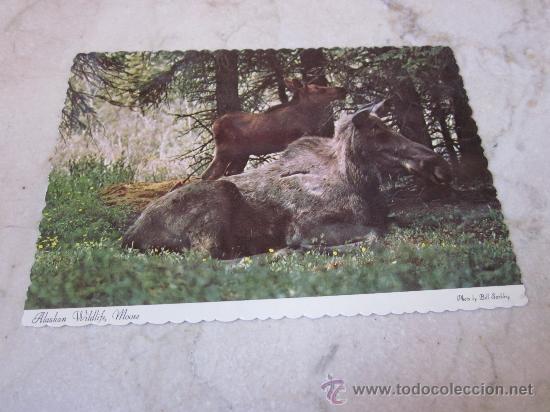 Postales: POSTAL ALASKAN MOOSE ALASKA