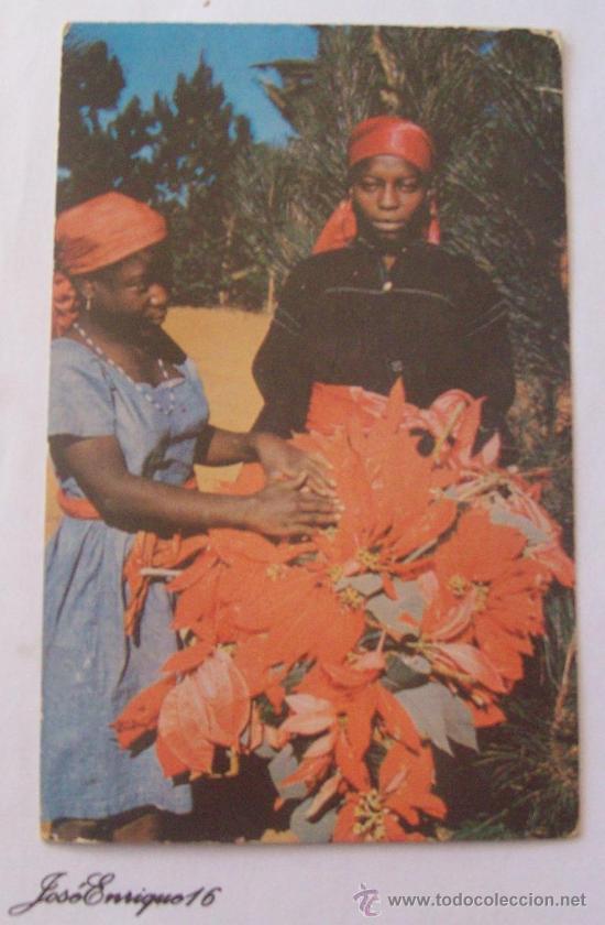 Postais: TI-SOR & TI-FEMME FIXING POINSETTIAS TO BE SOLD IN PORT AU PRINCE. HAITI